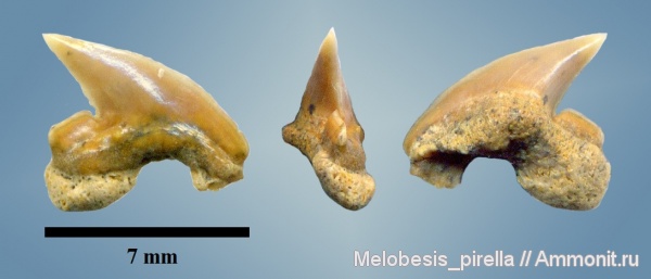рыбы, зубы, акулы, Palaeoanacorax, сеноман, Волгоград, Cenomanian, Cretaceous, fish, teeth, sharks