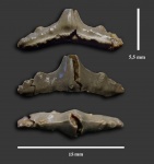 Polyacrodus cf. siversoni ?