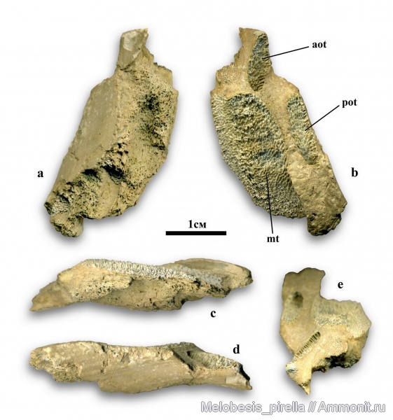 мел, химеры, Chondrichthyes, Holocephali, кампан, Волгоградская область, Chimaeriformes, Волгоград, Edaphodon, Campanian, Cretaceous
