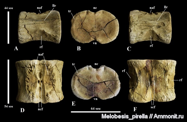 мел, плезиозавры, мезозой, Plesiosaurus, позвонки, Пензенская область, Elasmosauridae, Sauropterygia, кампан, Campanian, Cretaceous, Эласмозавры, Пенза