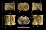 Шейный позвонок Elasmosauridae indet.
