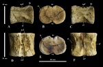 Шейный позвонок Elasmosauridae indet.