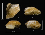 Ptychodus sp.