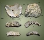 Левая створка Lopha semiplana (Sowerby, 1828)