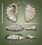 Правая створка Lopha semiplana (Sowerby, 1828)