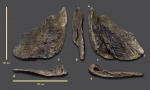 Правая мандибулярная пластина Amylodon karamysh (?)
