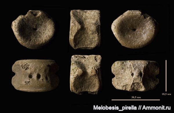 мел, плезиозавры, мезозой, Plesiosaurus, сеноман, позвонки, Polycotylidae, Волгоградская область, Волгоград, Cenomanian, Cretaceous, Upper Cretaceous