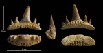 Paraorthacodus recurvus