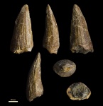 Зуб Mosasaurus sp.