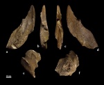 Ischyodus bifurcatus, Case 1978