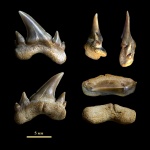 Scapanorhynchus sp.