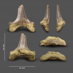 Otodus sp.?