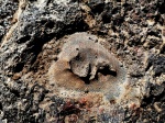 Коралл Favosites sp.