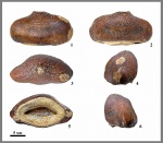 Carinodens belgicus (Woodward, 1891)