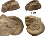 Euomphalus marginatus
