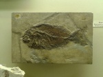 spamodus vulgaris