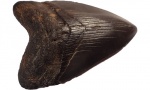 Megalodon