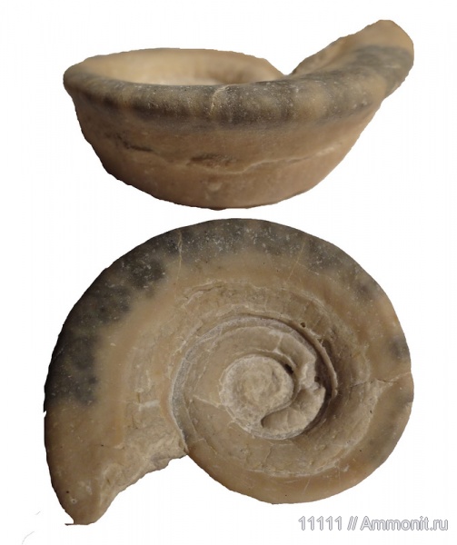 гастроподы, карбон, Euomphalus, Euomphalus marginatus, Тульская область