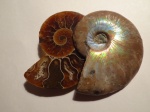 Cleoniceras