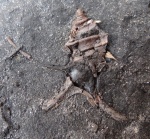 Dicroloma