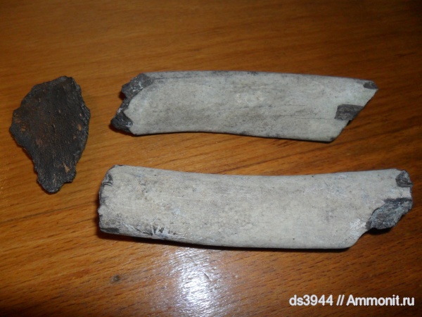 киты, Trionyx, Cetotherium, цетотерии, сармат
