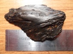 Фрагмент карапакса Trionyx