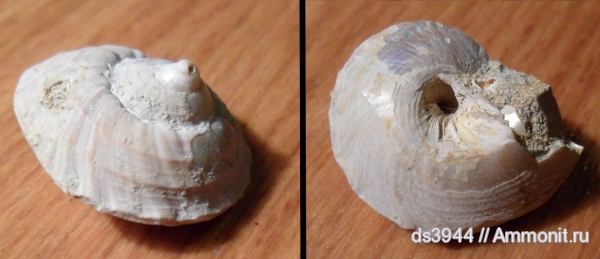 неоген, сармат, Trochus, Trochus blainvillei