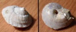"Trochus" blainvillei