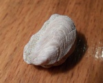Modiola sarmatica