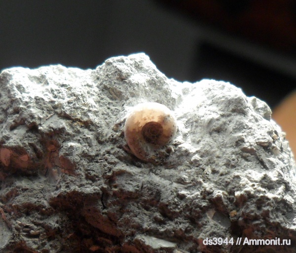 аммониты, мел, апт, Ammonites, Lytoceratina, Кубань, Jaubertella micheliana, Jauberticeras, р. Убин, Aptian, Cretaceous