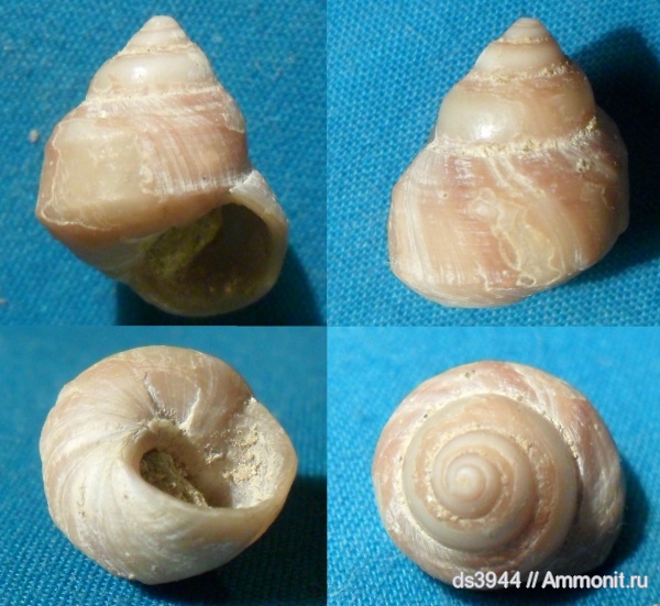 неоген, сармат, Кубань, Troсhidae, Trochus, Trochus robur