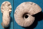 Desmoceras sp.