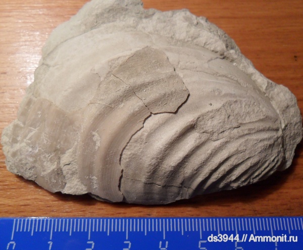 мел, Inoceramus, кампан, сантон, Inoceramus balticus, Santonian, Campanian, Cretaceous
