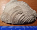 Inoceramus balticus