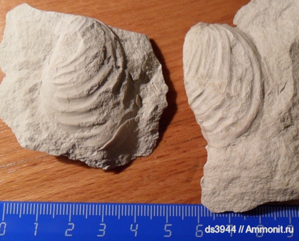 мел, Inoceramus, кампан, сантон, Inoceramus haenleini, Santonian, Campanian, Cretaceous
