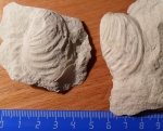 Inoceramus haenleini