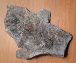 Левая лопатка Cetotherium