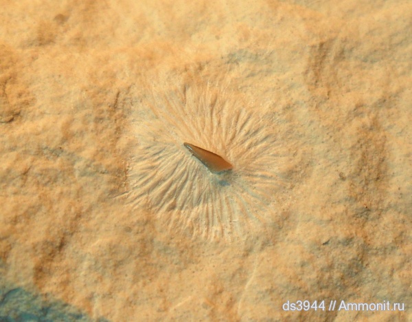 мел, рыбы, кампан, сантон, зубы рыб, Santonian, Campanian, Cretaceous, fish, fish teeth