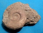 Dactylioceras sp.