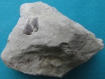 Аптихи Punctaptychus sp.
