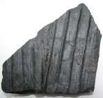 Sigillaria laevigata