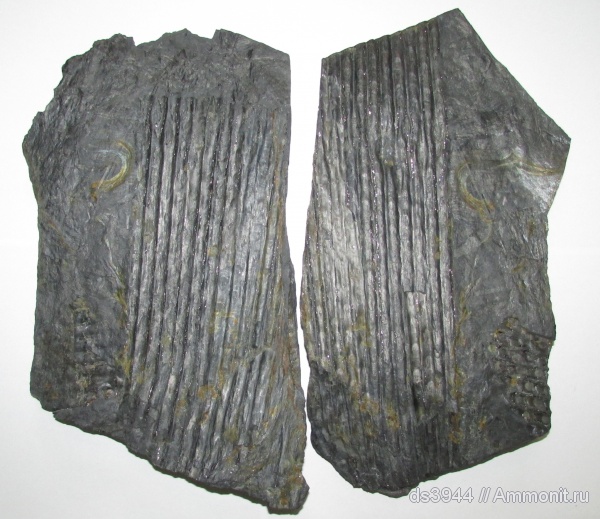 карбон, сигиллярия, Sphenophyllum, Sigillaria, Sigillaria elongata
