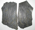 Sigillaria elongata