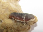 Зуб Asteracanthus