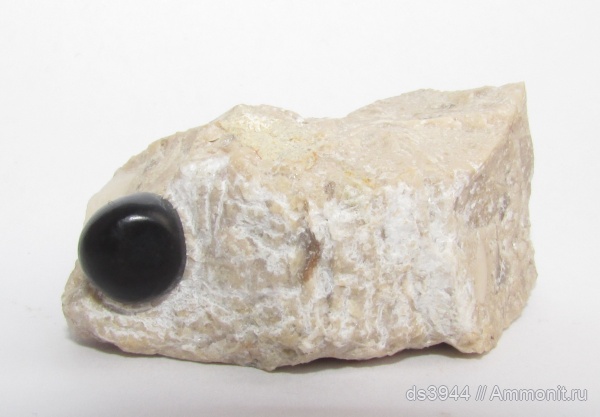 юра, рыбы, титон, обмен, Lepidotes, fish