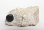 Зуб Lepidotes sp.