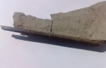 Ростр Cylindracanthus sp.