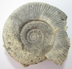 Dactylioceras sp.