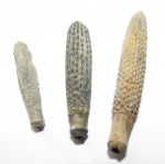 Иглы Plegiocidaris cervicalis