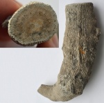 Aulophyllum fungites
